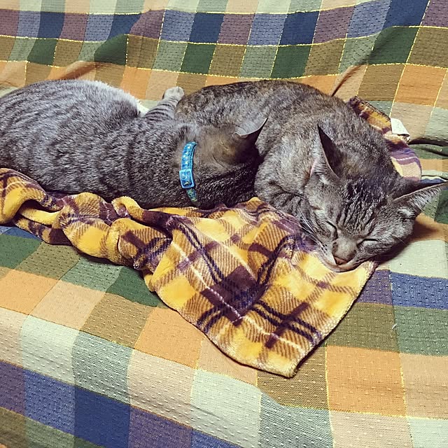 ema_panさんの実例写真