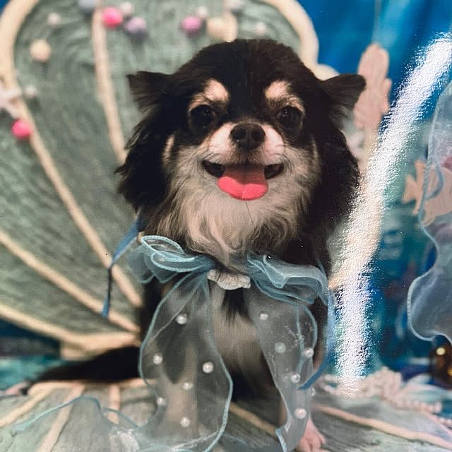 koroさんの実例写真