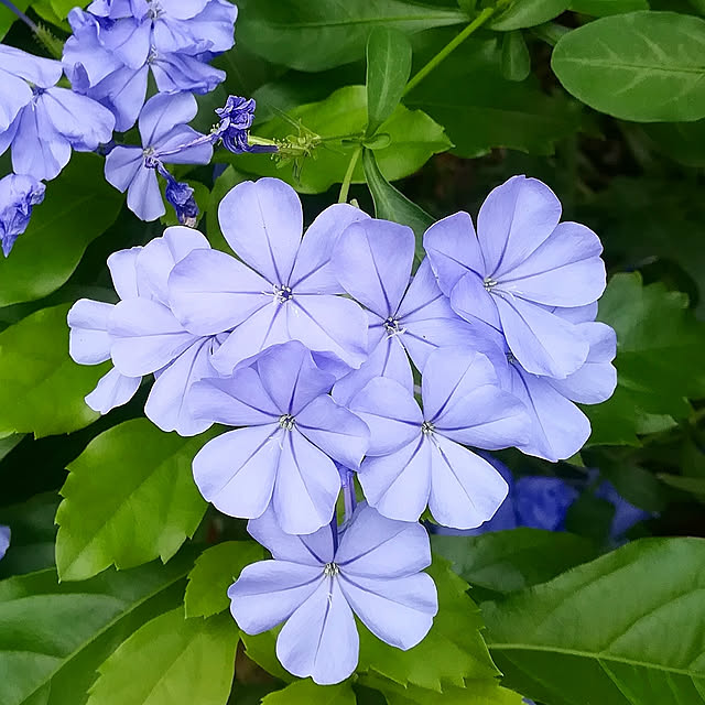 VERANDARJUNさんの実例写真