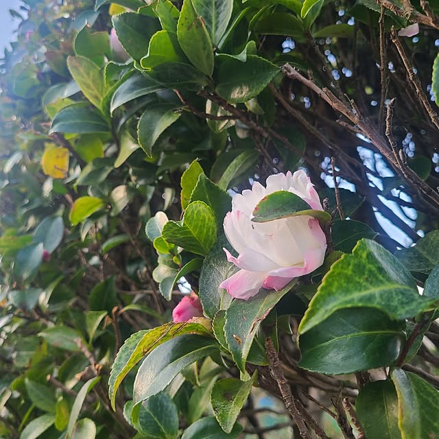 Rubiconさんの部屋