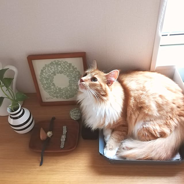 pinokoさんの実例写真