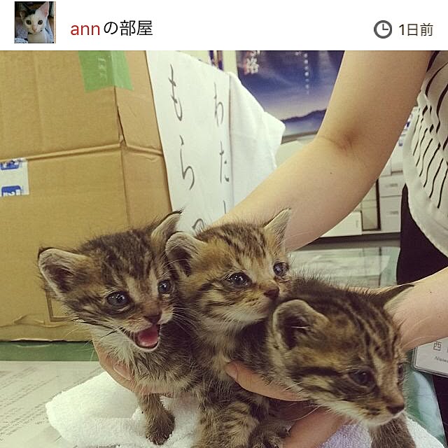 mikomaruさんの実例写真