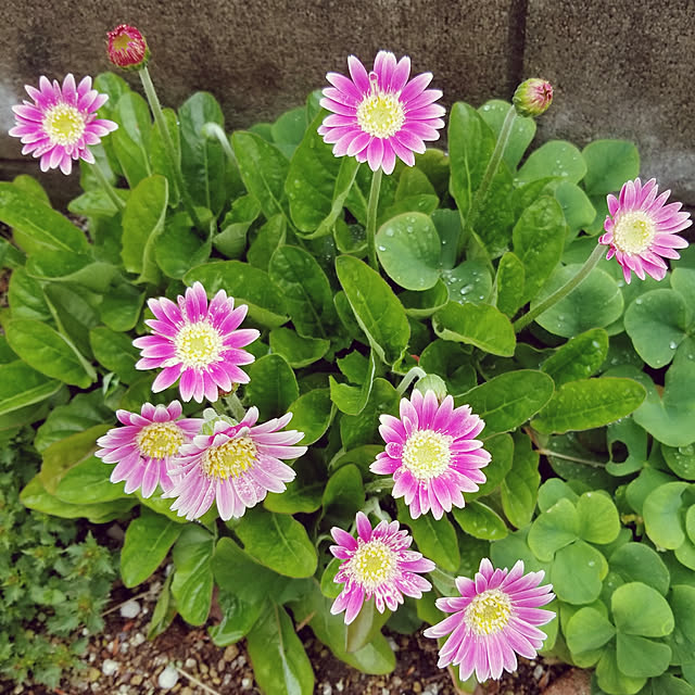 myuさんの実例写真