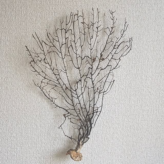 monnさんの実例写真