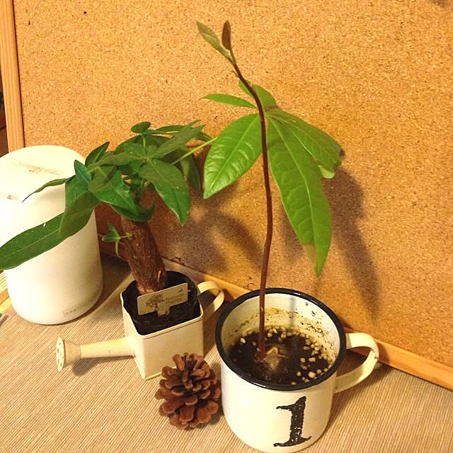 mariさんの実例写真