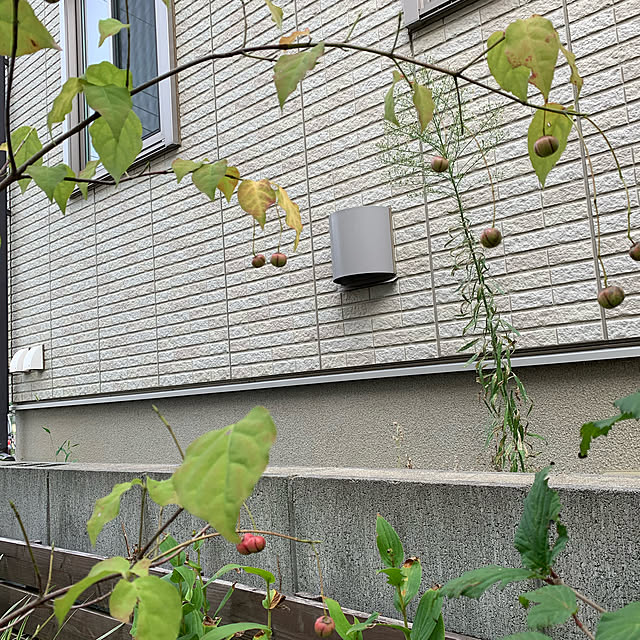 植物/玄関/入り口のインテリア実例 - 2020-09-16 15:07:22