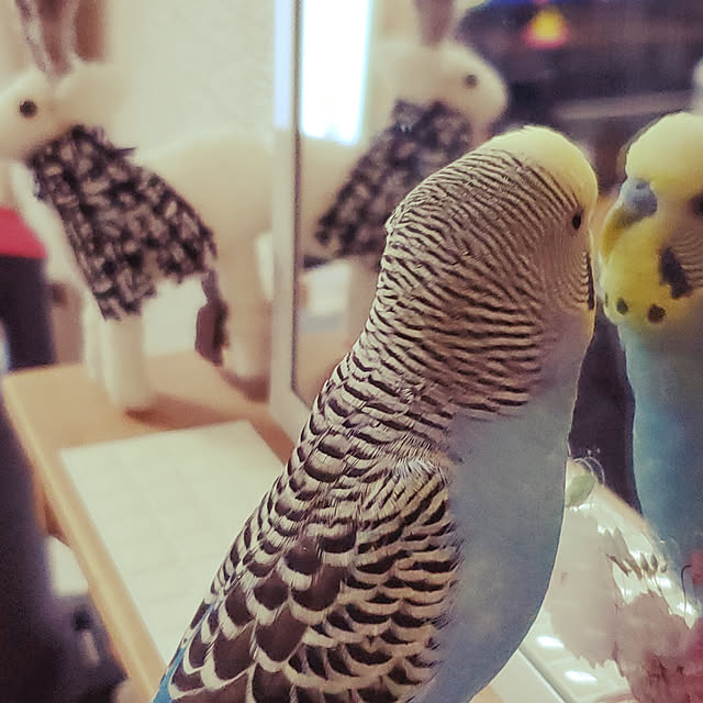 maimaiさんの実例写真