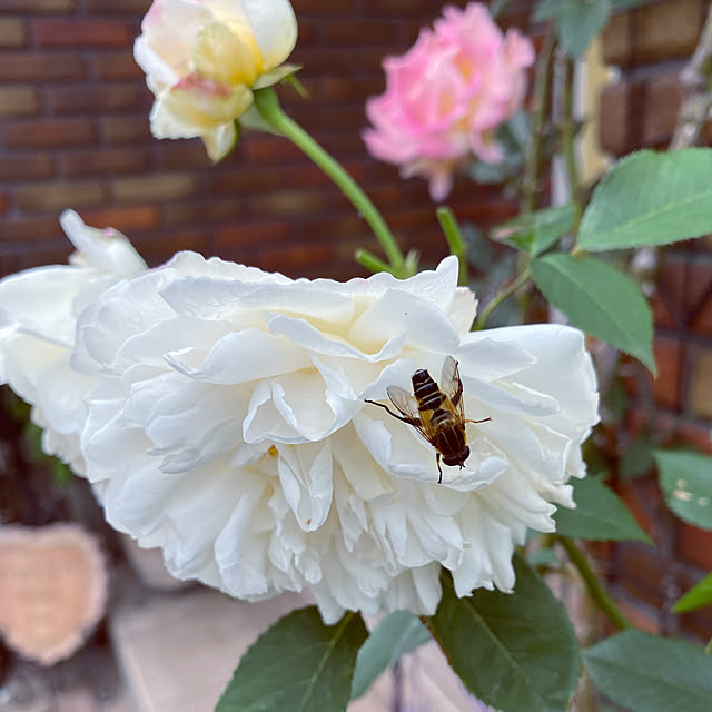 RoseLife5818さんの実例写真