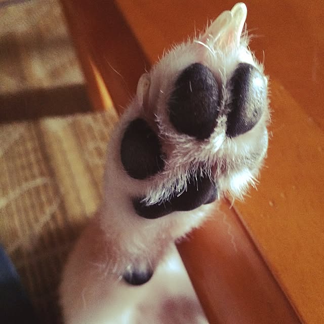 toi114さんの実例写真