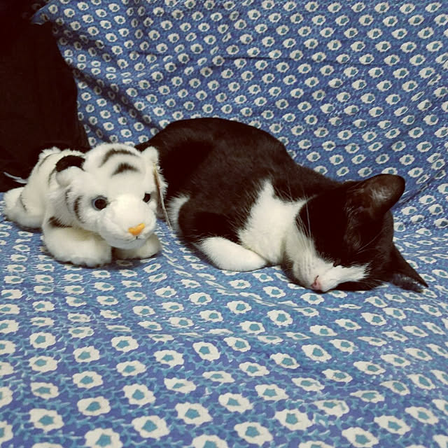 shiiiさんの実例写真