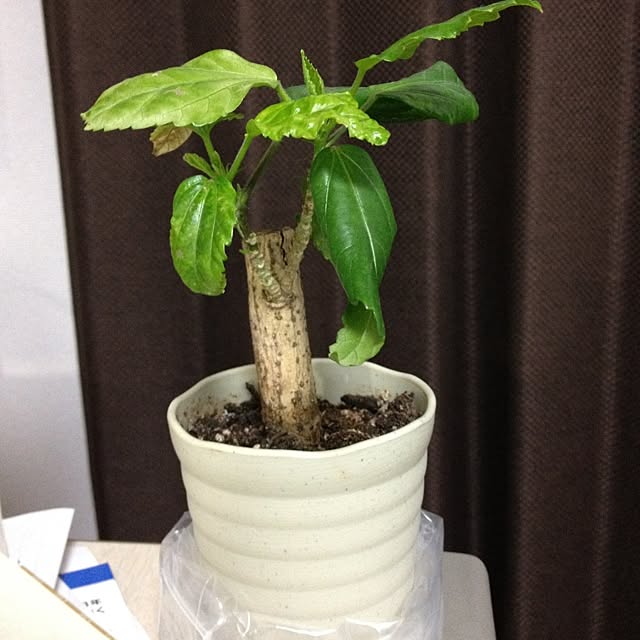 toxy00mrrさんの実例写真