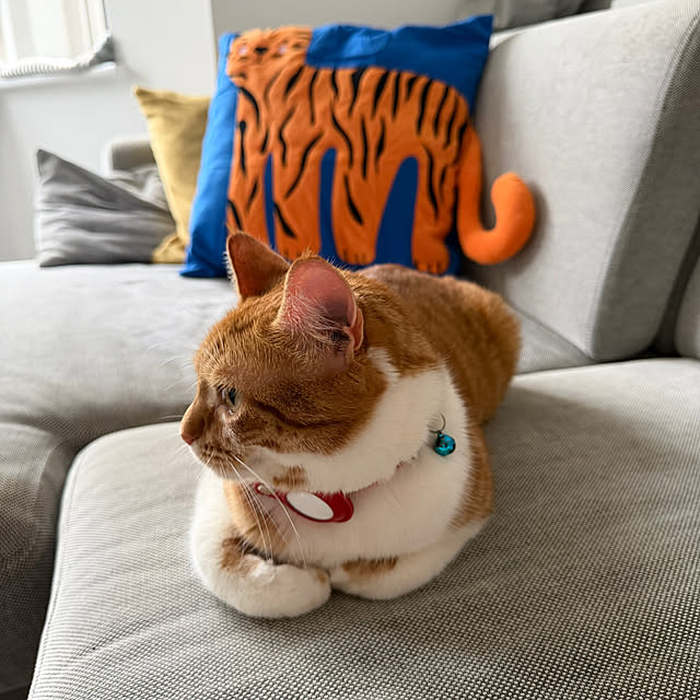 chingobellさんの実例写真