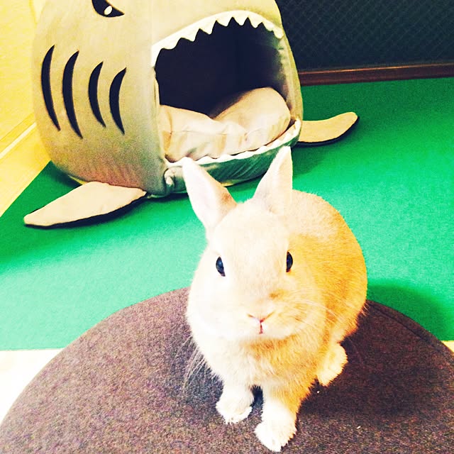 aomusiharapekoさんの実例写真