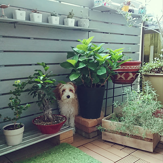 marukoさんの実例写真