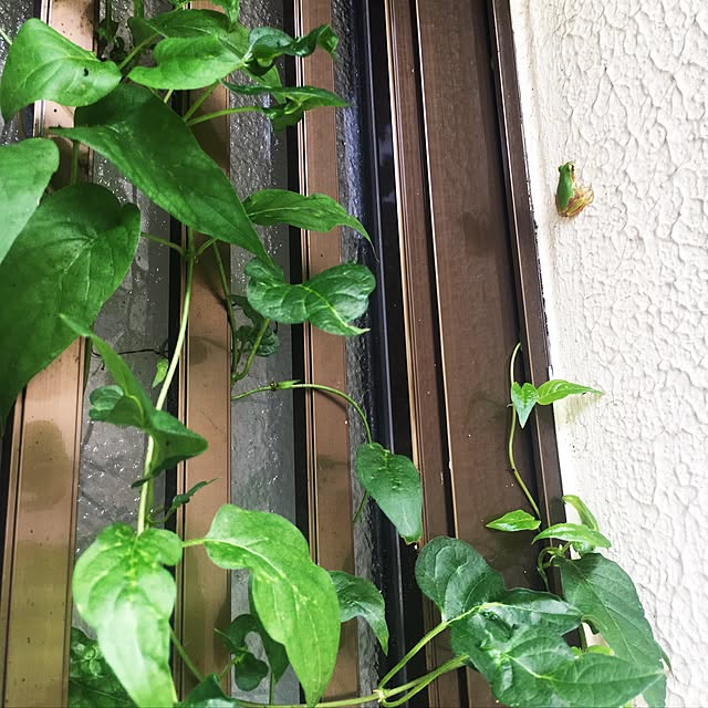 cocco0505さんの実例写真