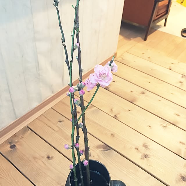 Appletreeさんの実例写真