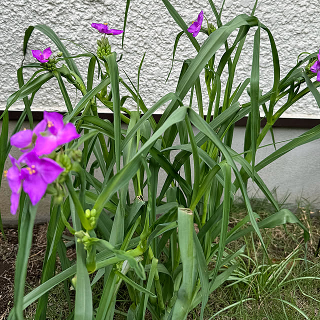 mamizaさんの部屋
