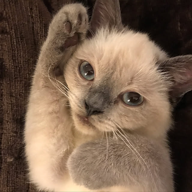 gingerwynksさんの実例写真