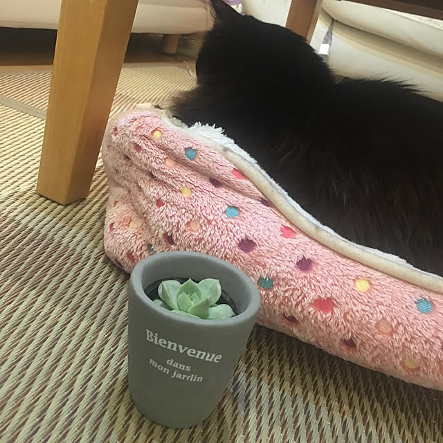 kanaさんの実例写真