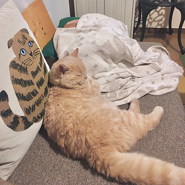 naokoさんの実例写真