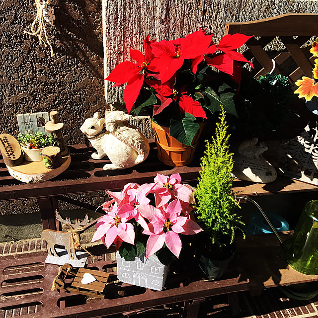 玄関/入り口/クリスマス/観葉植物/ガーデニングのインテリア実例 - 2017-11-11 00:22:30