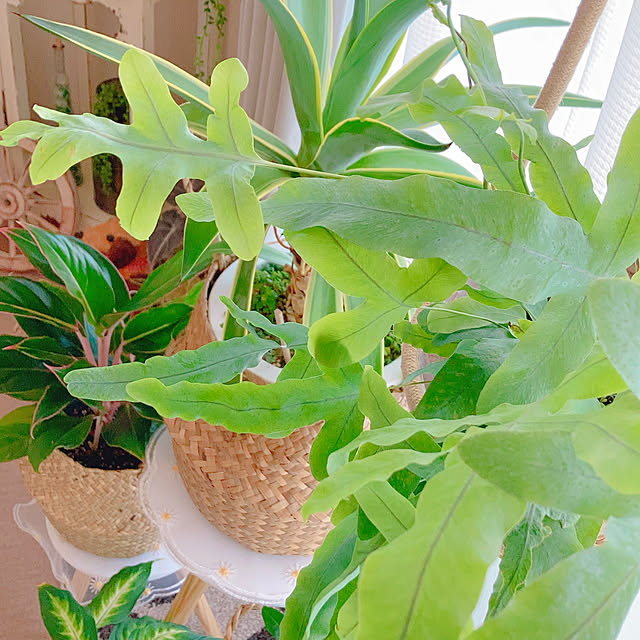 Hanakaさんの部屋