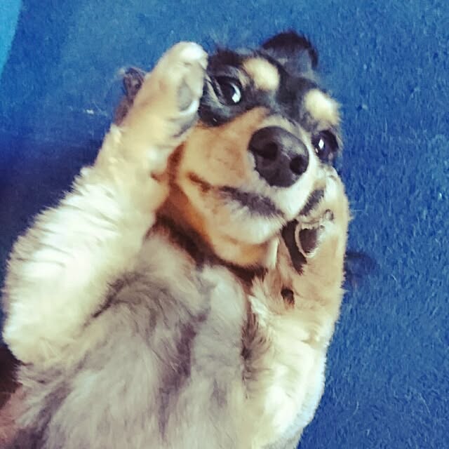 cocosorasakuさんの実例写真