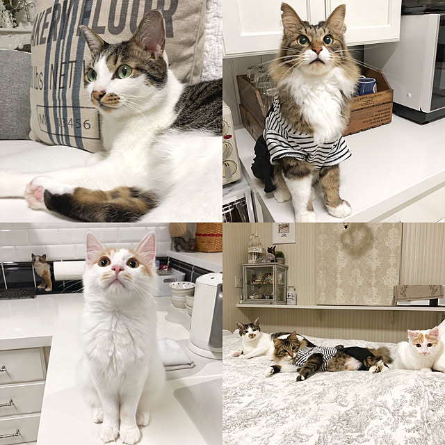 yuchiさんの実例写真