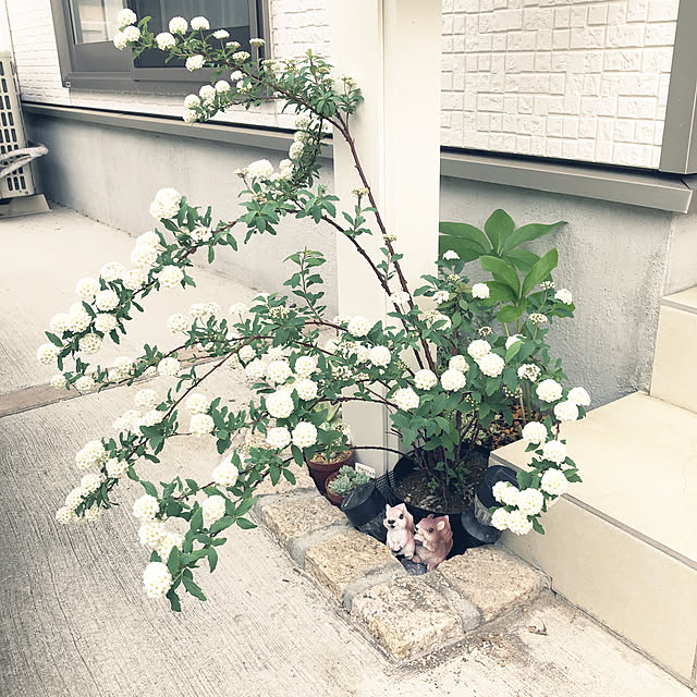 yuyuさんの実例写真