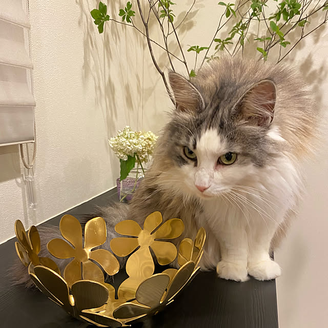 soraさんの実例写真