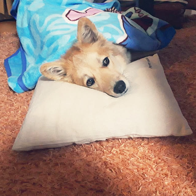 kaoriさんの実例写真
