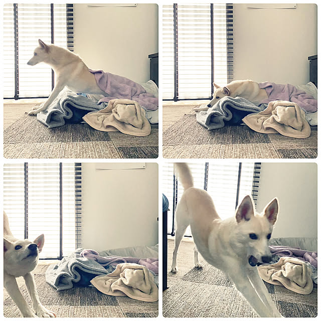 tanboさんの実例写真