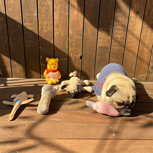 amepuliさんの実例写真