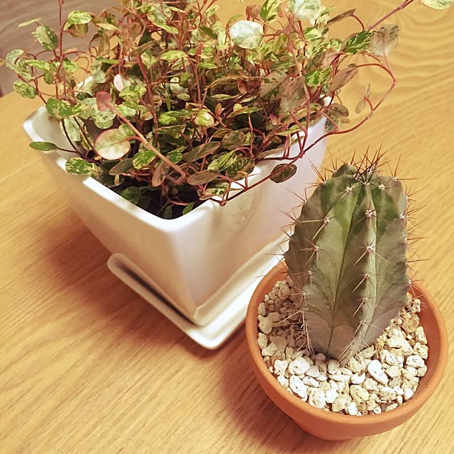 mamesanさんの実例写真