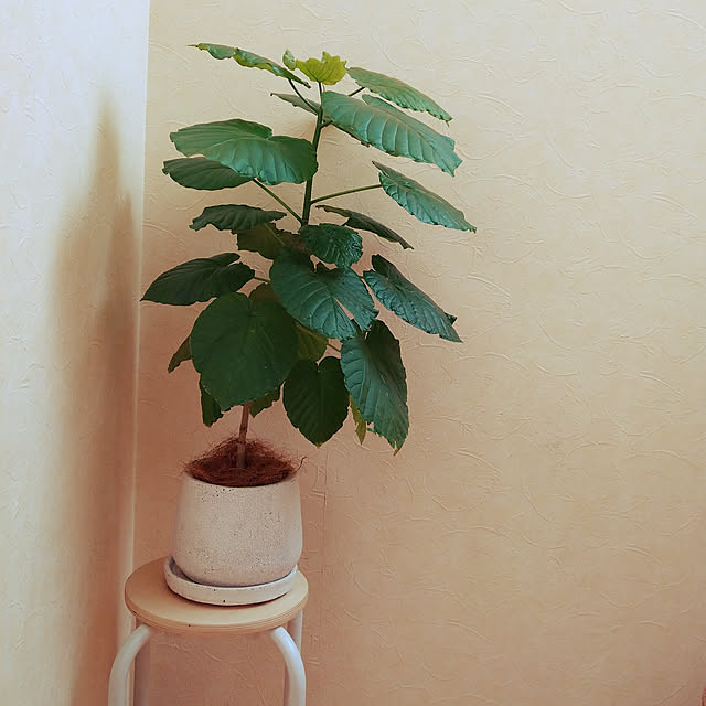 FUMさんの実例写真