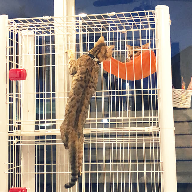 iranさんの実例写真