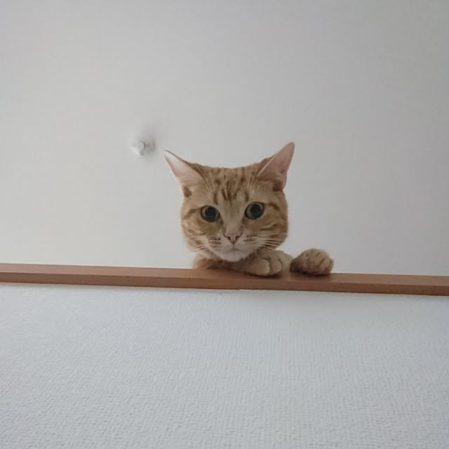 shinobuさんの実例写真