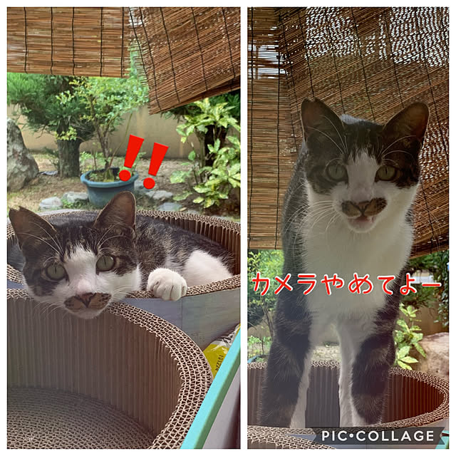 Azukiさんの実例写真