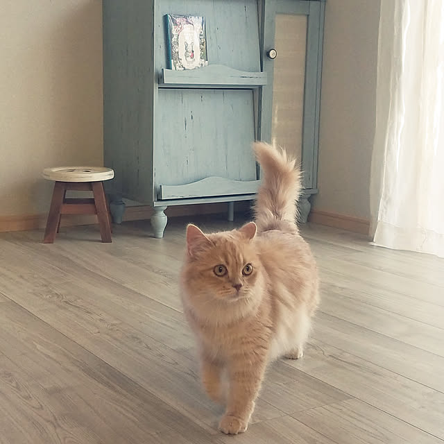 shimaさんの実例写真