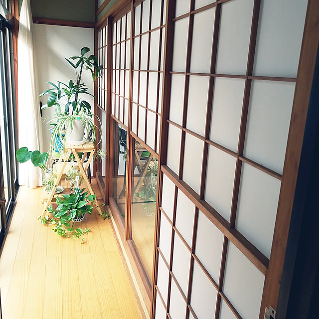 部屋全体/猫間障子/雪見障子/縁側/オリヅルランなどの 部屋全体/猫間障子/雪見障子/縁側/オリヅルランなどの