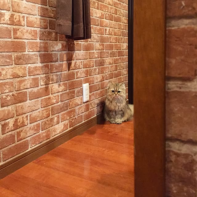 butachanさんの実例写真