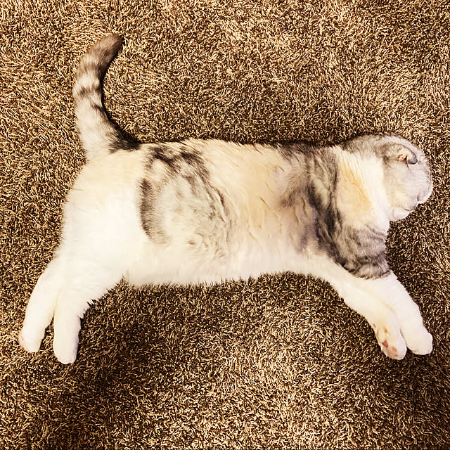 magumaguさんの実例写真