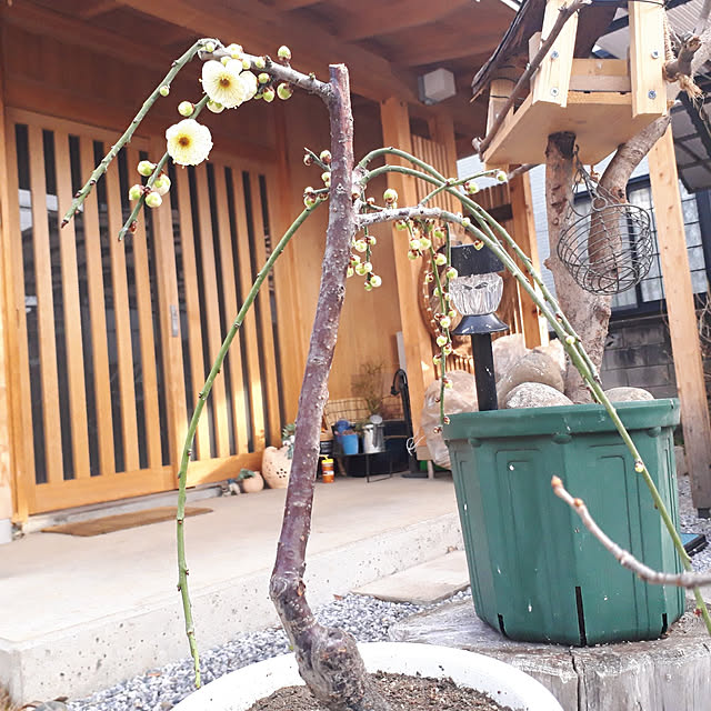 kazuraさんの実例写真