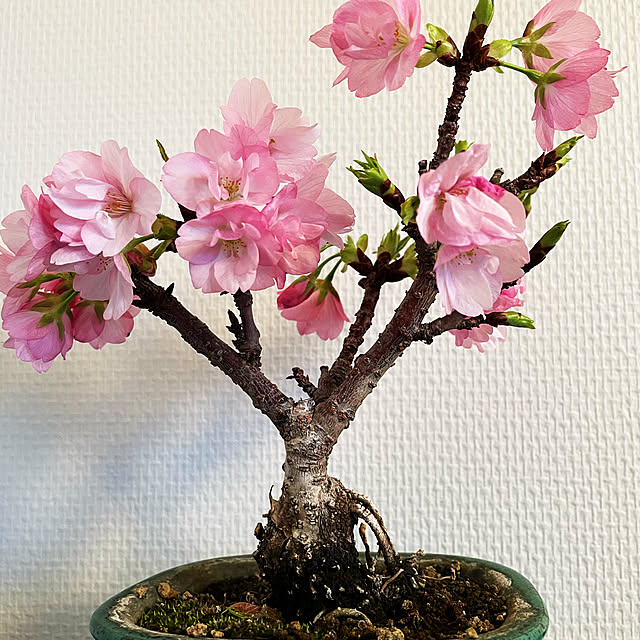 hirorinrinさんの実例写真