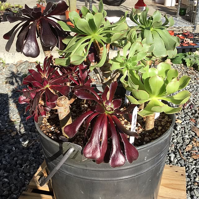 寄せ植え アエオニウムのインテリア実例 | RoomClip(ルーム 寄せ植え アエオニウムのインテリア実例 | RoomClip(ルーム