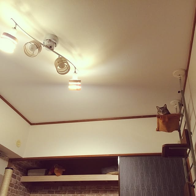壁/天井/ねこと暮らす/ねこ/ねこ部/キャットウォーク...などのインテリア実例 - 2016-02-21 10:37:50