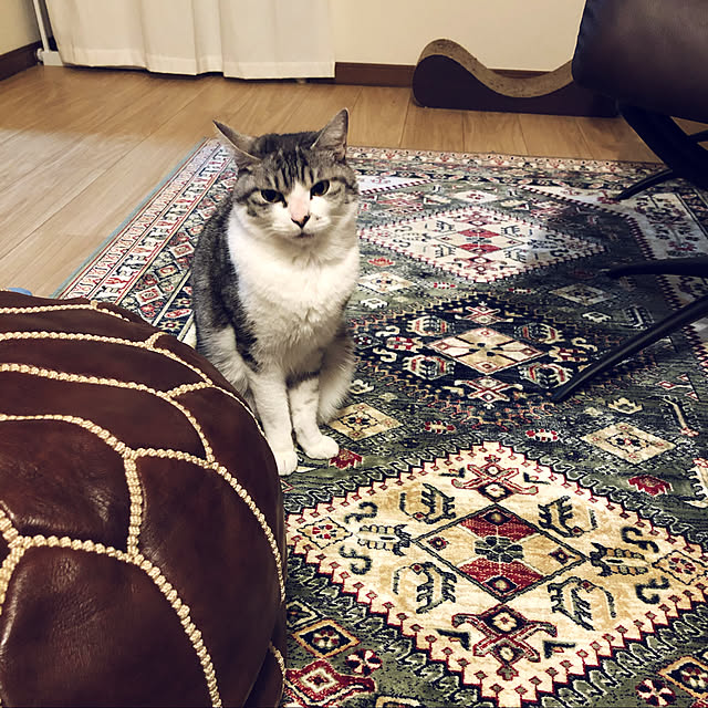 nekosikaさんの実例写真