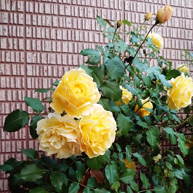 Hujikoさんの部屋