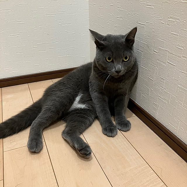 nekoさんの部屋