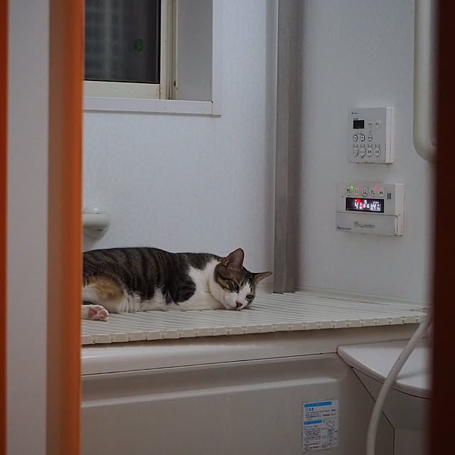 Misatoさんの実例写真